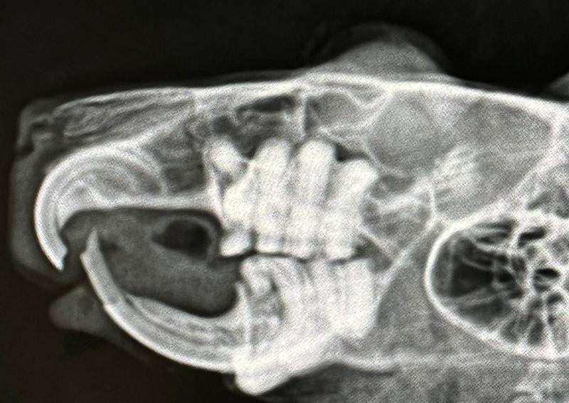 Carousel Slide 14: Chicago Guinea Pig X-ray