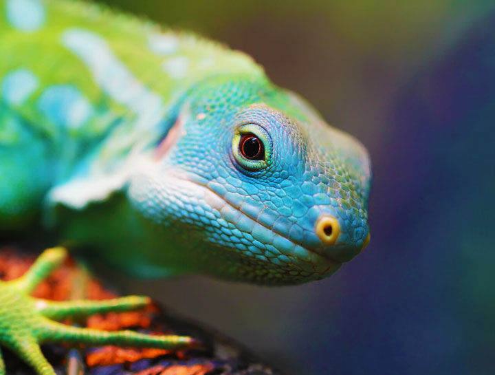 Avians & Reptiles