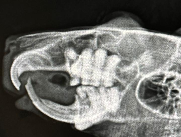 Pet Digital Radiology