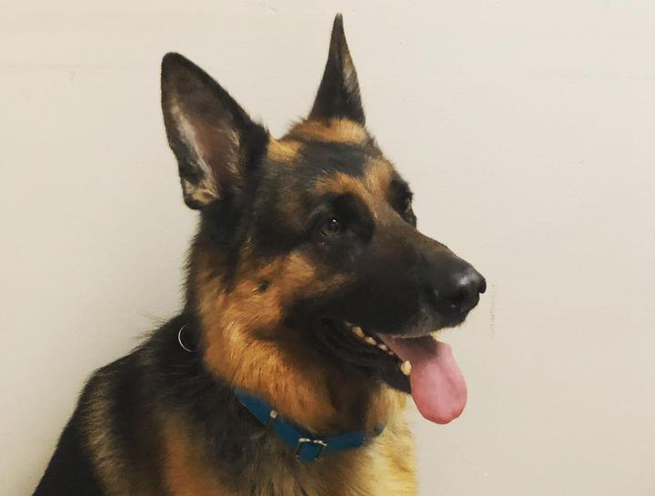 Pet Allergy & Dermatology