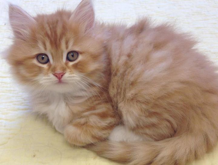 Spay & Neuter Procedures