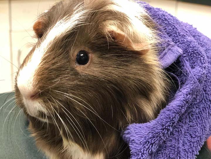 Chicago Pet Boarding Cat Boarding