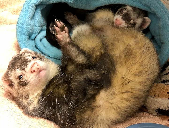 Boarding for Pocket Pets, Birds & Exotics