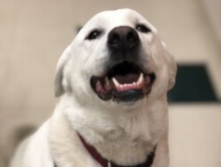 Preventive Care for Dogs